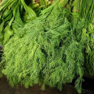 Dill - Anethum Graveolens - 3000 Seeds