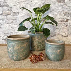 Könnte beinhalten: Drei grüne Keramik-Blumentöpfe mit beigem Blumenmuster. In der Mitte steht eine große Topfpflanze mit grün-weiß gestreiften Blättern. Zwei getrocknete, braune Samenkapseln liegen vor den Töpfen.