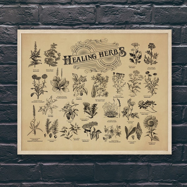 24 HEALING HERBS Poster, Heilpflanzen Referenz, für Kräuterkundige, Apotheker, grüne Hexe, handgemachte antike Gravuren, KOSTENLOSER US-Versand