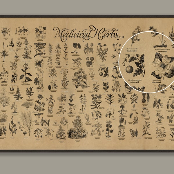 Poster HEILKRÄUTER, 100 Pflanzen für die Ganzheitsmedizin, handgemacht mit antiken Gravuren, Heilkräuter-Referenz, KOSTENLOSER US-Versand