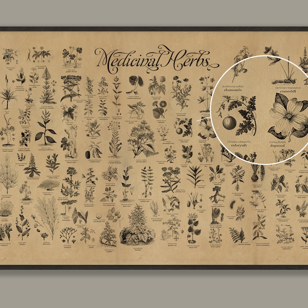 Medicinal Herbs Poster, Antique Engravings, Healing Plants Art (24x36)