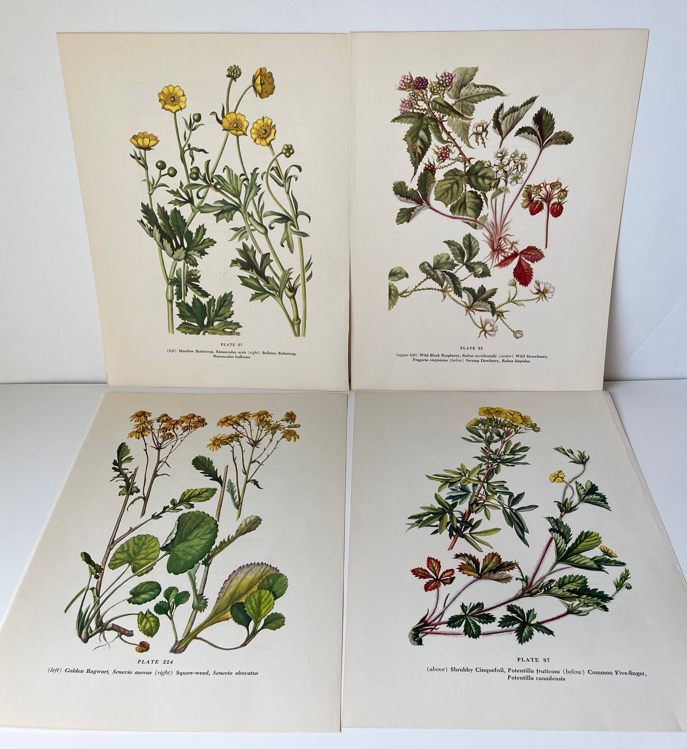 Lot of 4 Vintage Wildflower Botanical Prints - Etsy