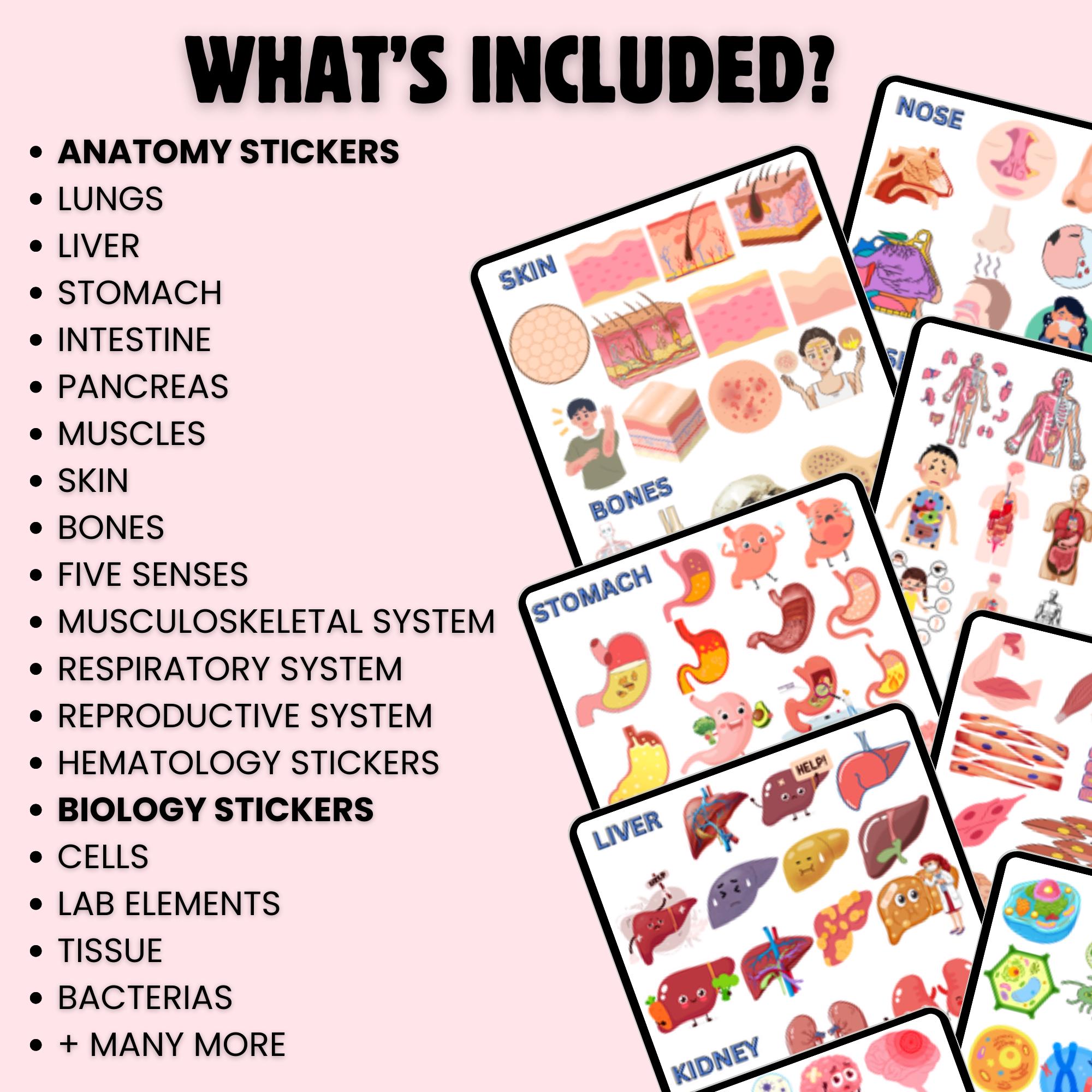 2000 Biology Anatomy Stickers: Medical Nursing Study Notes (digital ...