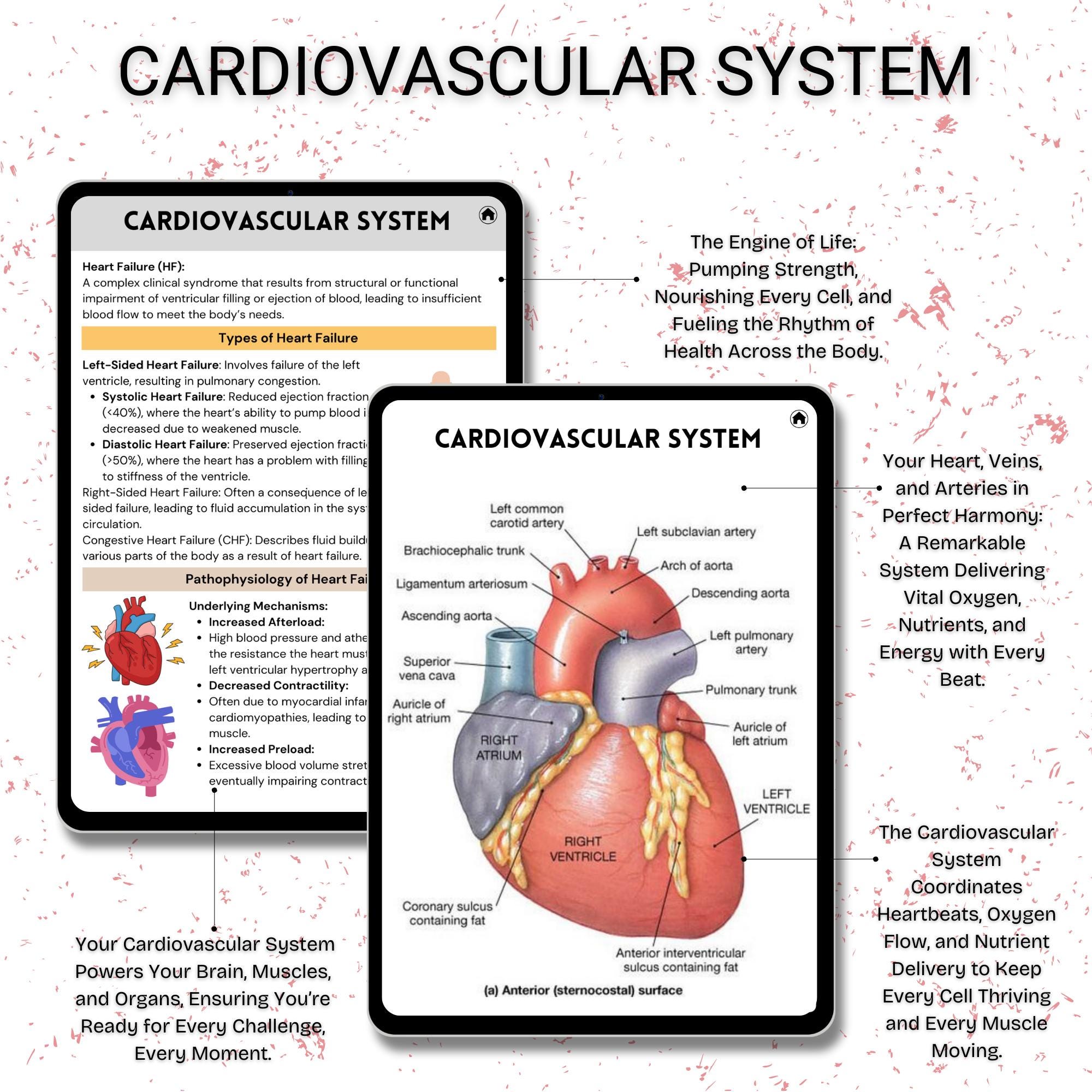 Nursing Pathophysiology Notes.pdf Pathophysiology Study Bundle: Medical Nursing Notes (hyperlinked PDF ...