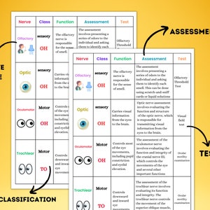 Cranial Nerves Study Guide | 3 Pages | Digital Download | Nursing ...