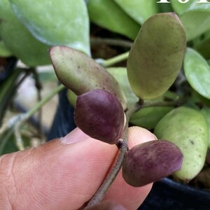 Pode incluir: Uma planta Hoya com folhas grossas e suculentas. Algumas folhas são verde-claras, enquanto outras são de um tom roxo escuro profundo com manchas subtis. O número 101 está impresso a branco no canto superior direito da imagem.