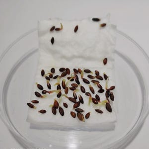 Può includere: Primo piano di semi in germinazione su un tovagliolo di carta bianco all'interno di un piatto rotondo e trasparente. I semi sono marrone scuro e di forma ovale, con piccole radici chiare che emergono. Lo sfondo è una superficie bianca.