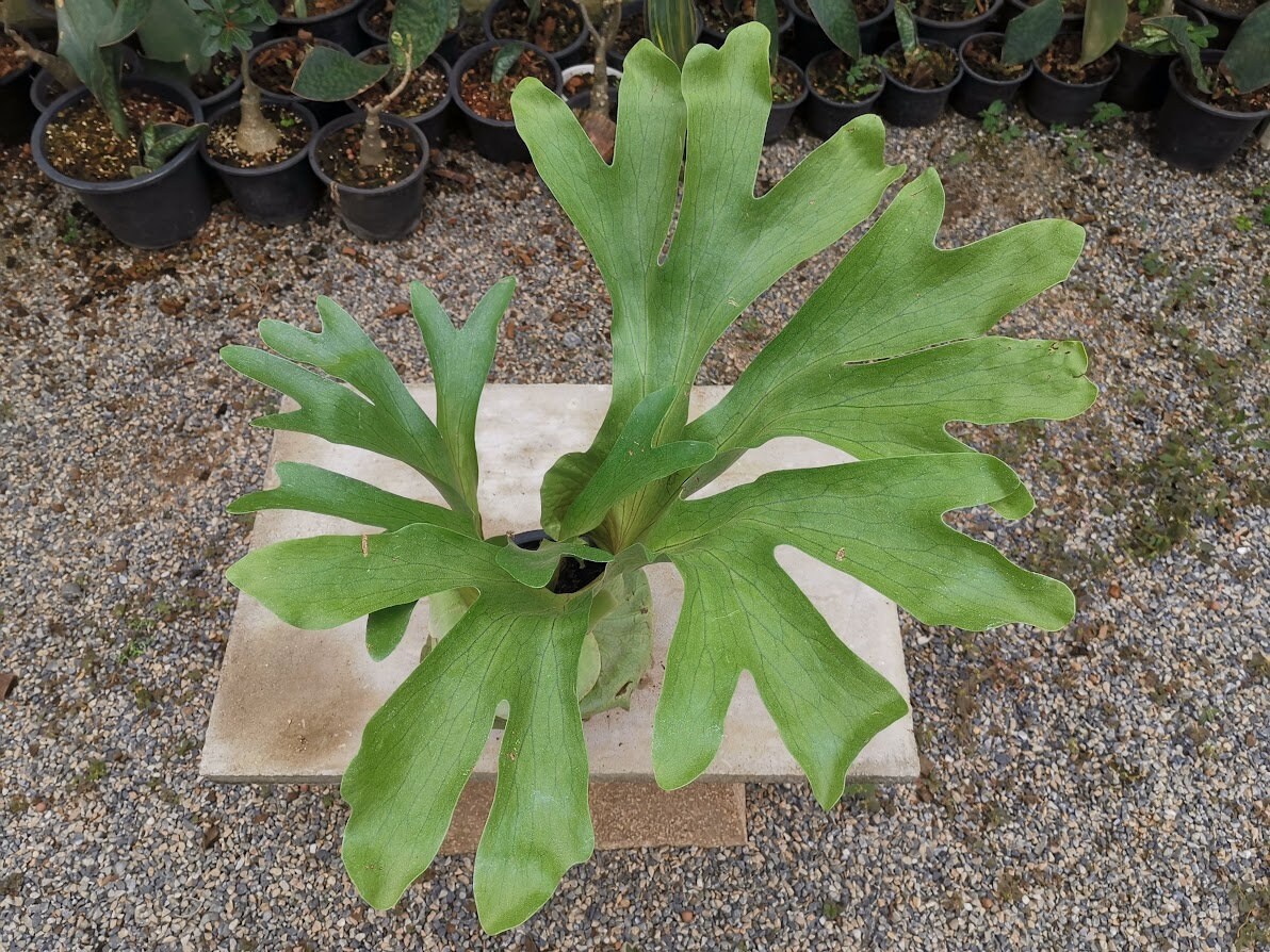 Platycerium Wandae Fern Houseplants Tropical Include Phyto Home