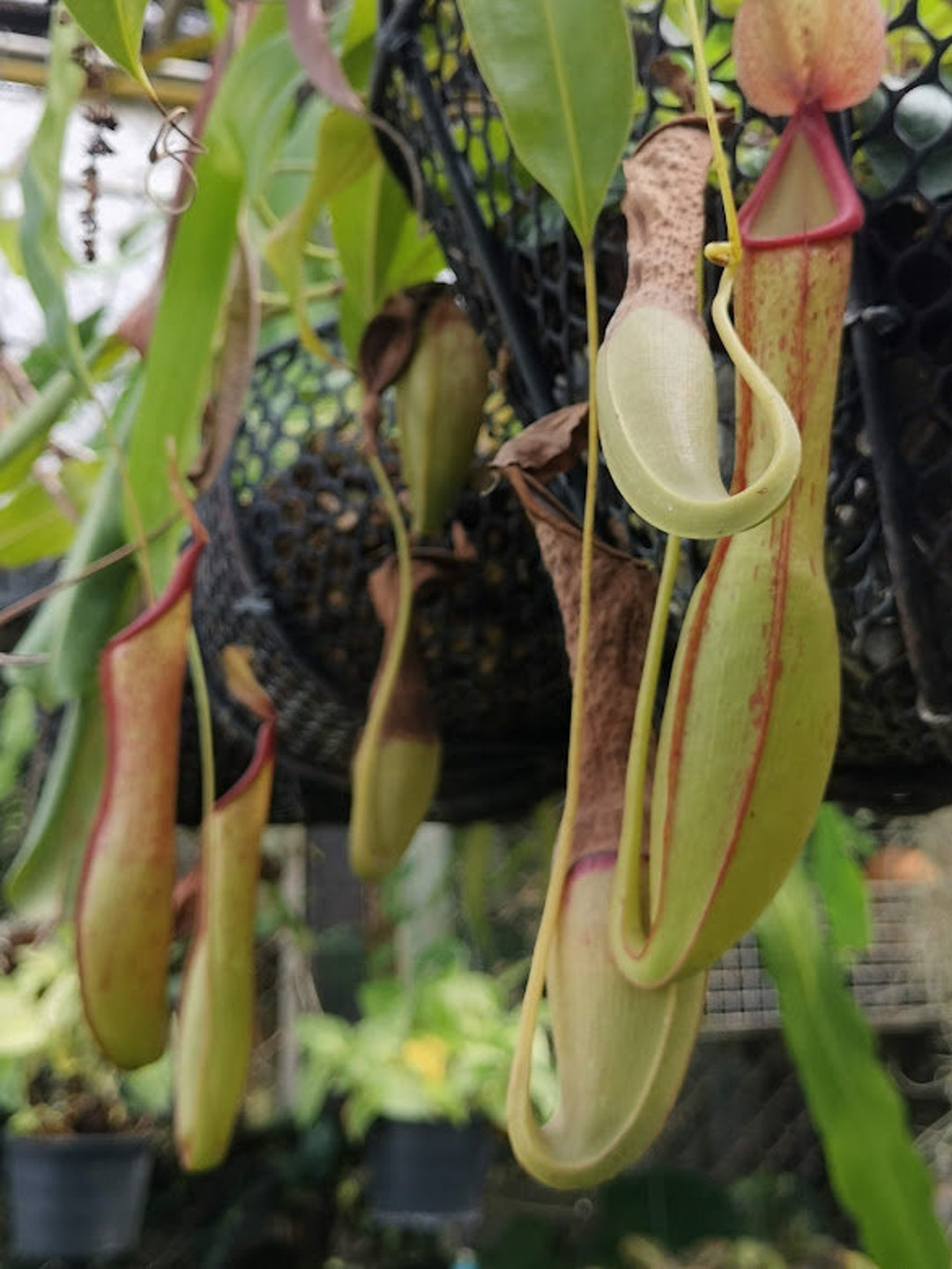 Mix 5 Pots Nepenthes Root Well Have Flowers Free Shipping Phyto cites Home&garden Etsy