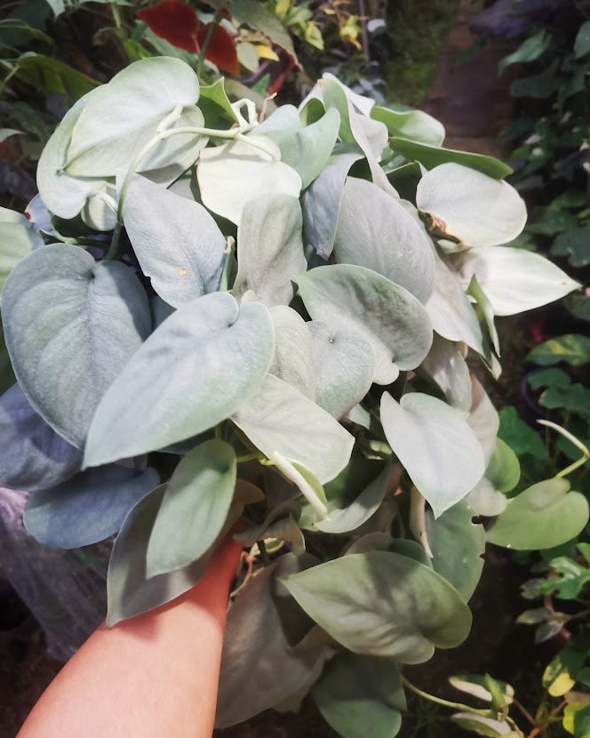 Scindapsus mint - Etsy 日本