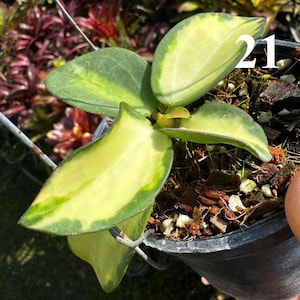 Pode incluir: Uma pequena planta Hoya em vaso com folhas variegadas, apresentando centros amarelo-creme e margens verde-escuras. A planta está num recipiente de plástico preto com terra e aparas de madeira, com o número 21 visível em texto branco.