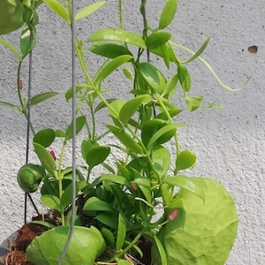 Dischidia vidalii Becc Phyto Home Garden House。