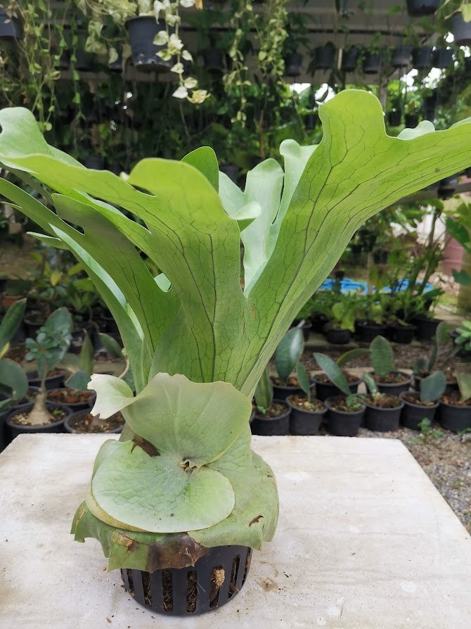 Platycerium ridleyi - Etsy 日本