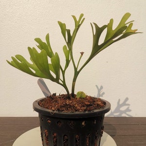 Polypodium ridleyi normal from Phyto Home Garden Outdoor Yard Garden