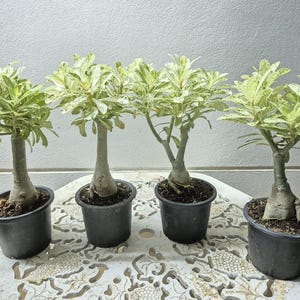 HOT SALE 4 Desert Rose Adenium obesum Variegated High 10 Inch Free Shipping + Phyto Home&Garden House Plant Pink color flower blooms