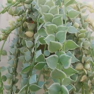 Dischidia ruscifolia Variegata Million Hearts 送料無料 Cites&Phyto 生きた植物 家庭菜園 観葉植物。