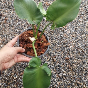 1 Pot Philodendron rugosum Root well Free Shipping Cites & Phyto Home Garden Outdoor Plants Yard, Garden