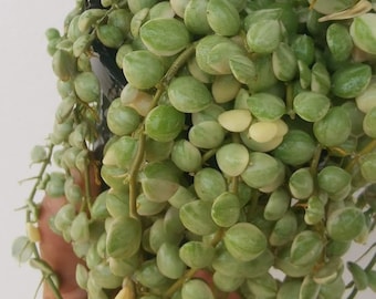 Dischidia nummularia variegata Phyto Plantas vivas Casa jardín.