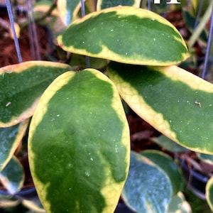 Pode incluir: Uma planta Hoya com folhas grossas, cerosas e ovais, apresentando um centro verde escuro e uma larga margem amarelo-creme. As folhas estão dispostas em grupos e o número 41 está impresso em branco no canto superior direito da imagem.
