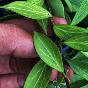 Pode incluir: Uma planta com folhas verdes alongadas e pontiagudas com nervuras verde-claras proeminentes. As folhas estão dispostas ao longo de um caule fino castanho-escuro. O número 81 é exibido no canto superior direito em fonte branca.