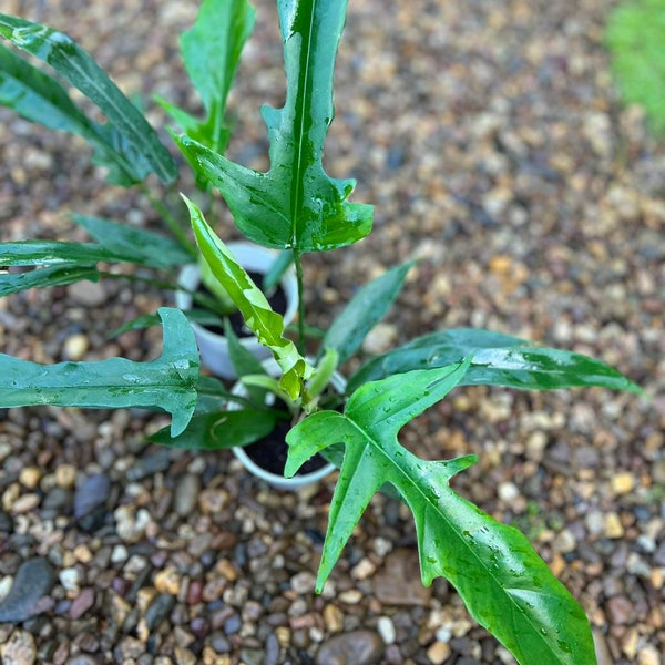 Nuovo ibrido da seme Philodendron Florida beauty x Tortum greenform Spedizione gratuita + Phyto Home Garden Piante da esterno Yard Garden