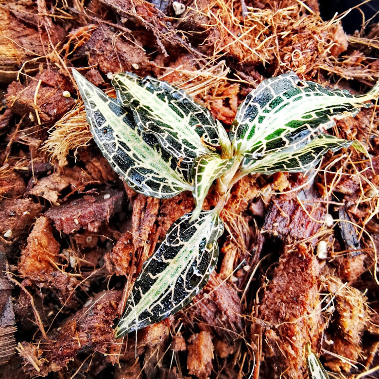 2 Plants Jewel Orchid Free Shipping and Cites & Phyto Home Etsy UK