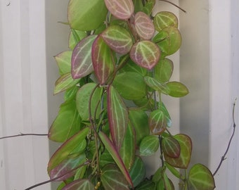 Dischidia melon Red and Green Color Leaves Phyto Home Garden Outdoor  Yard Garden