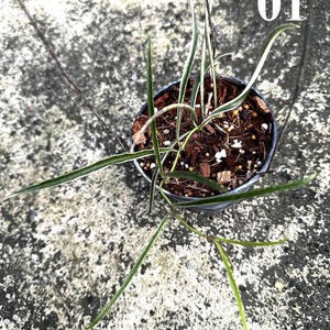 Pode incluir: Uma pequena planta em vaso com folhas verdes longas, finas e pontiagudas com margens brancas. A planta está num recipiente de plástico escuro cheio de terra castanha e aparas de madeira. O número 01 está impresso a branco no canto superior direito.
