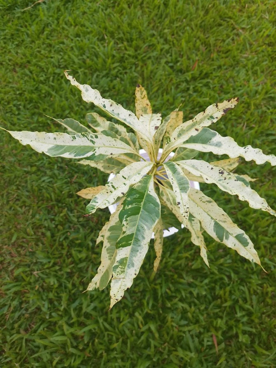 Mangoe Tree Mangifera Indica L Variegated Exotic Plants Root Etsy