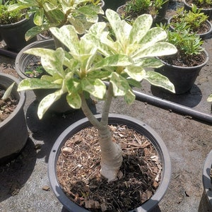 Desert Rose Adenium obesum Variegated Free Shipping + Phyto Home&Garden House Plant