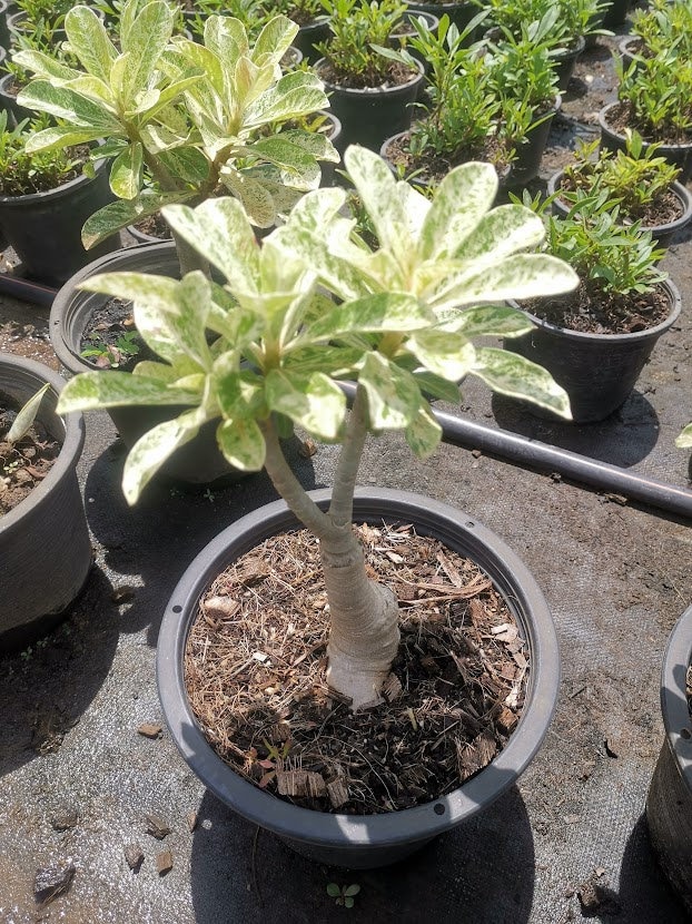 2 Desert Rose Adenium obesum Variegated Pink color Phyto Home&Garden House