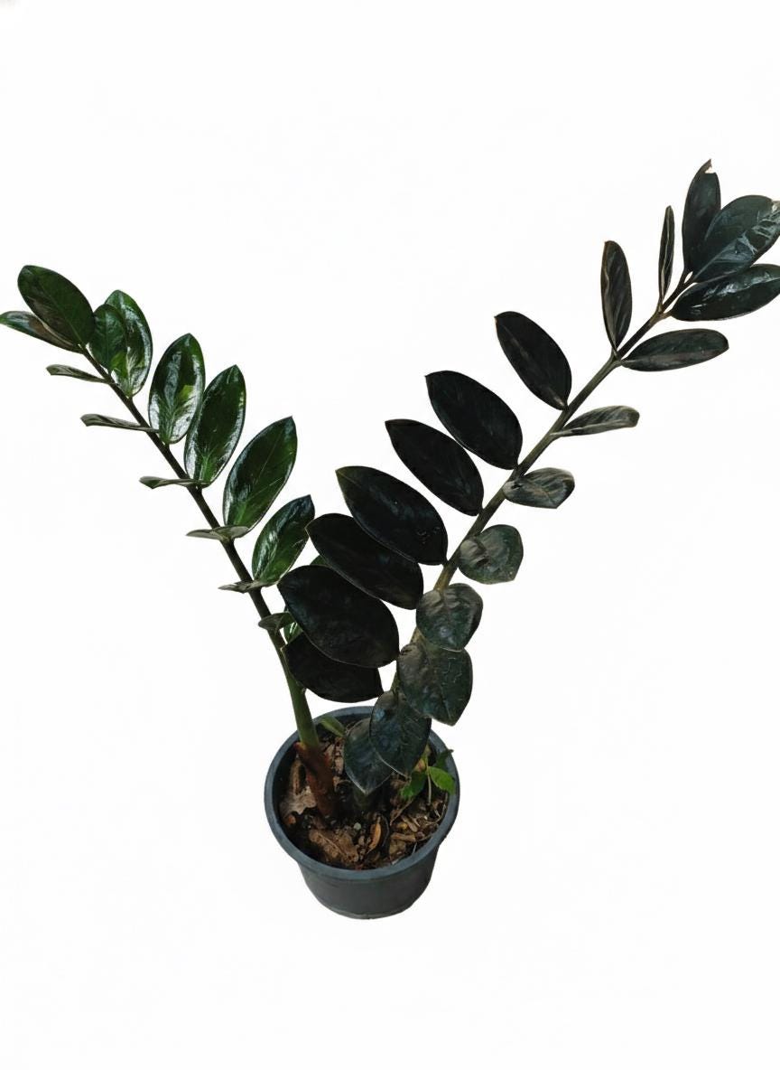 Zamioculcas variegata - Etsy 日本