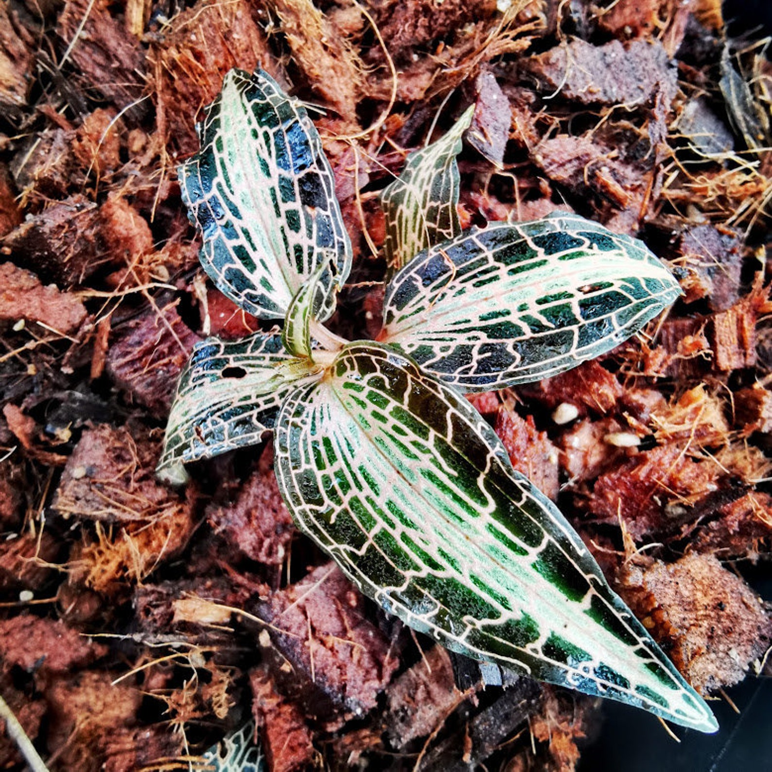 2 Plants Jewel Orchid Free Shipping and Cites & Phyto Home Etsy