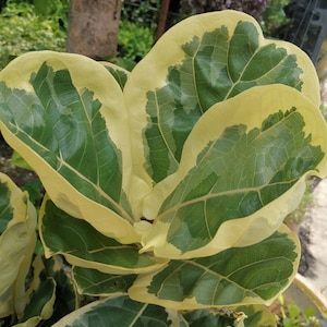 Może przedstawiać: Zbliżenie rośliny Ficus lyrata z dużymi, żywymi zielonymi liśćmi obrzeżonymi kremowo-żółtym kolorem. Liście mają wyraźne żyłki i błyszczącą fakturę, tworząc uderzający kontrast. Roślina znajduje się w doniczce, z inną zielenią w tle.