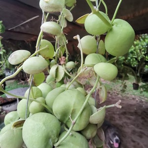 Dischidia nummularia 送料無料 Cites & Phyto 家庭菜園 生きた植物 観葉植物。
