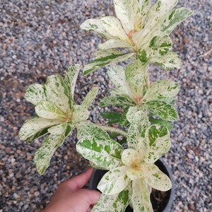30 Desert Rose Adenium obesum Variegated Free Shipping + Phyto Home&Garden House Plant