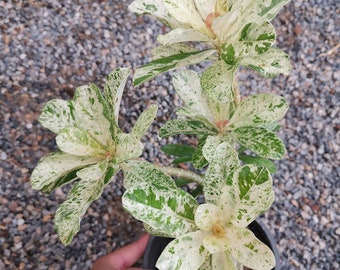 アデニウム オベスム 斑入り - Etsy 日本