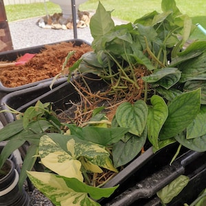 Mix 100 Syngonium Variegeted Big Pot Rooted Phyto Home&Garden House