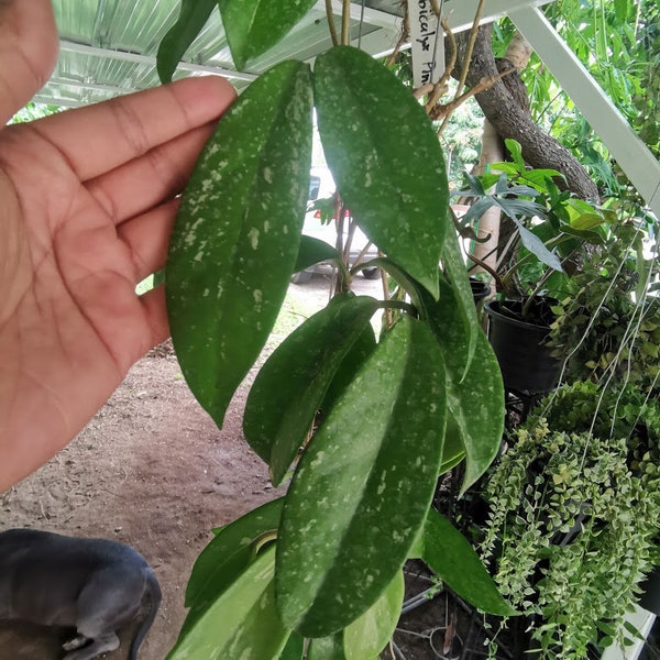 1 Big Pot Hoya pubicalyx splash Free Shipping  & Phyto Home Garden Outdoor Plants Yard, Garden