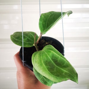 ホヤ インペリアリス パラワン (((((ホヤ))))Phyto_Cer ホヤ インペリアリス パラワン (((((ホヤ))))Phyto_Cer