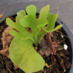 Polypodium ridleyi dwarf Free Shipping Cites Phyto Home Garden Outdoor Plants Yard Garden