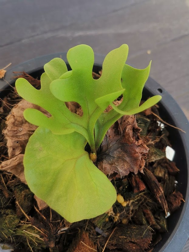 Platycerium Ridleyi Dwarf - Etsy