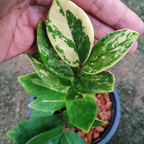 Zamioculcas zamiifolia variegated(ZZ Plant) can cutting Root well Free Shipping Cites & Phyto Home Garden Outdoor Plants Yard, Garden