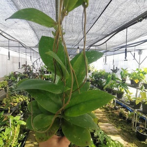 Big Pot Hoya Mitrata Splash Phyto Home Garden Outdoor Yard Garden