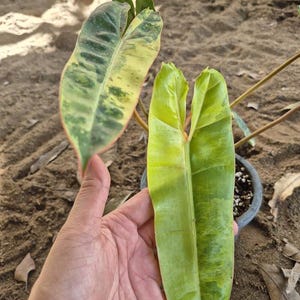 Philodendron billietiae variegated Variega Cites Phyto Home Garden Outdoor Yard Garden