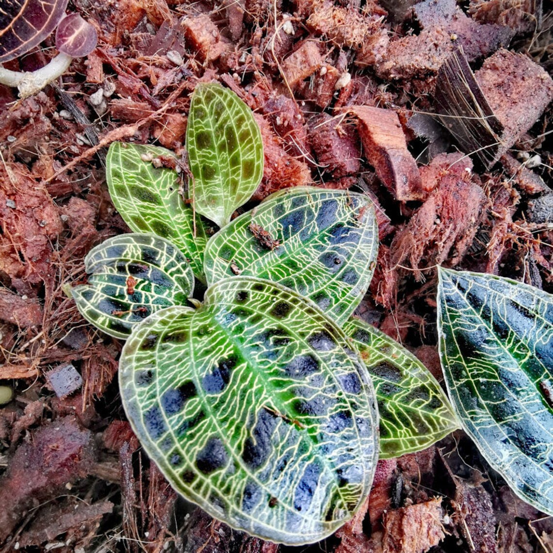2 Plants Jewel Orchid Free Shipping and Cites & Phyto Home Etsy UK