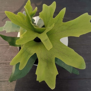 Platycerium willinckii  YAL  這一品由 Free Shipping Cites Phyto Home Garden Outdoor Plants Yard Garden