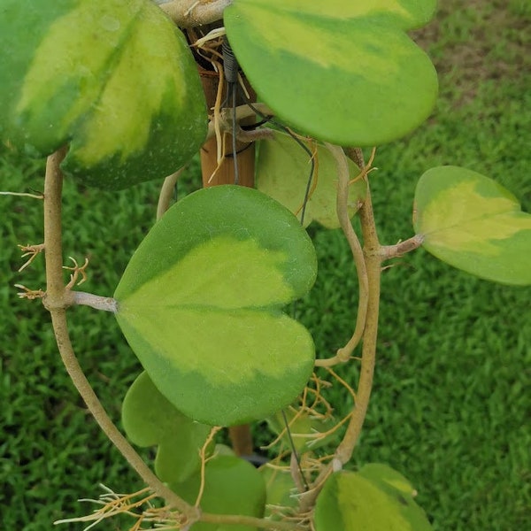 3 grands pots Hoya Plants Hoya excavata, Hoya Kerrii reverse panaché, Hoya Australis Livraison gratuite et Phyto Plantes vivantes Plantes d'intérieur