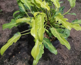 Philodendron Xanadu dwarf Varageted Free Shipping + Phyto Home&Garden