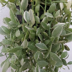 Dischidia Oiantha White Diamond Free Shipping Cites&Phyto live Plants Home garden house plants.